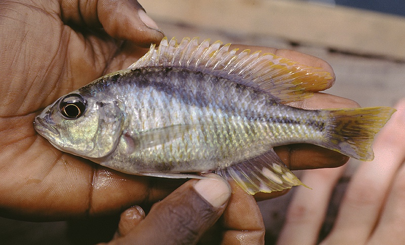 Corematodus taeniatus 'Narungu'